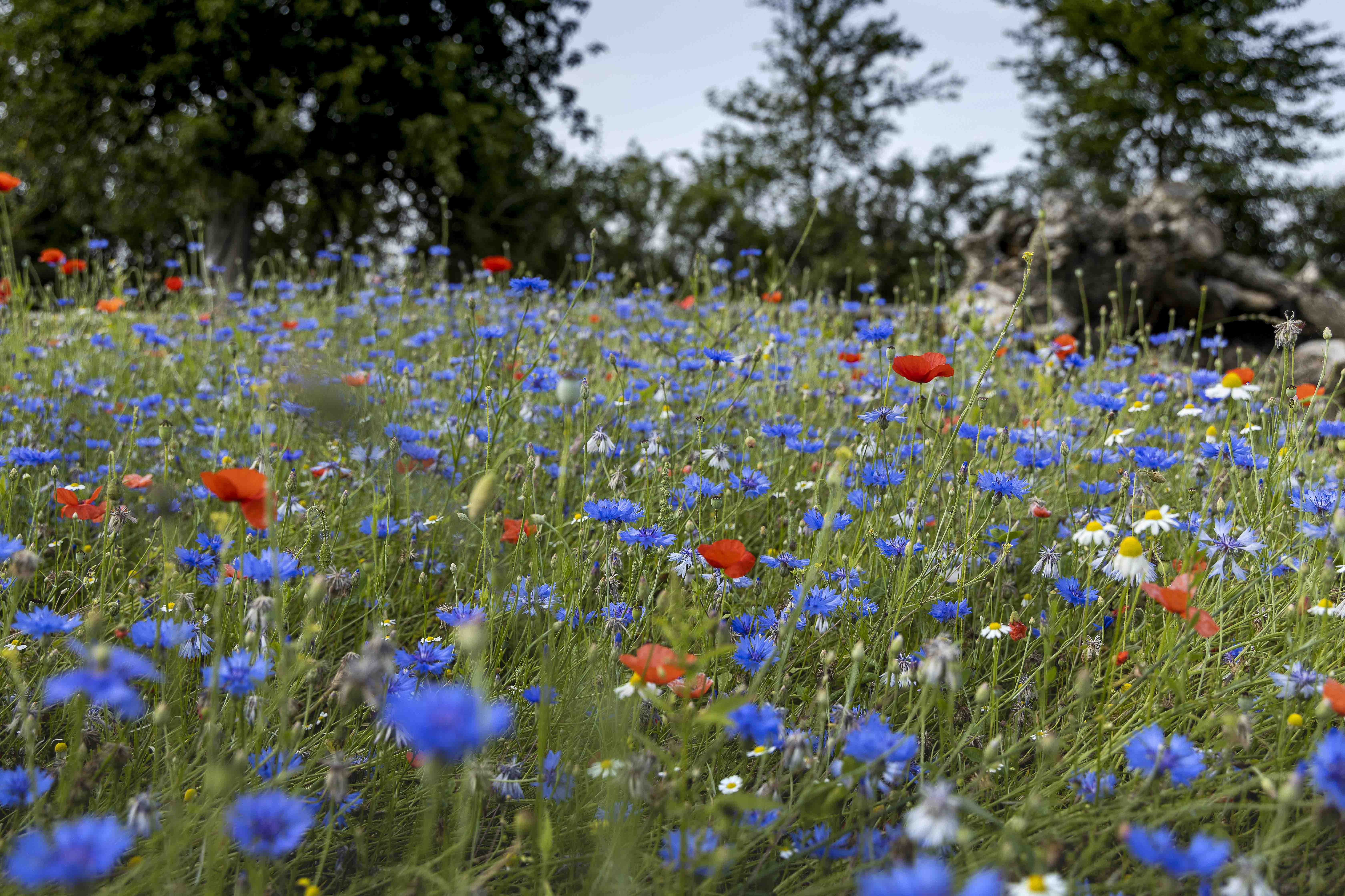 DM Tuinonderneming Ameloot